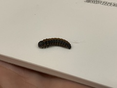 Omphalocera munroei