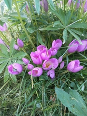 Colchicum speciosum