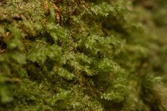 Tetraphis pellucida