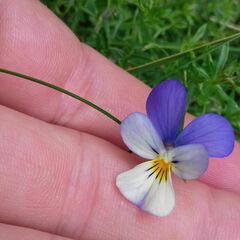 Viola tricolor