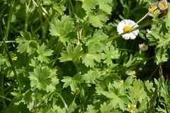 Ranunculus parviflorus