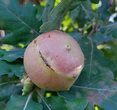 Andricus quercustozae