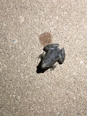 Microhyla mukhlesuri