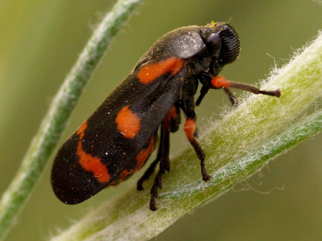 Spittlebugs and Froghoppers