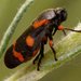 Spittlebugs and Froghoppers - Photo (c) Ferran Turmo Gort, some rights reserved (CC BY-NC-SA)