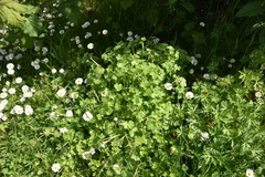 Ranunculus parviflorus