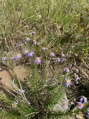 Ionactis linariifolia