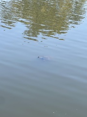 Pseudemys concinna concinna