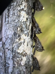 Rhynchonycteris naso