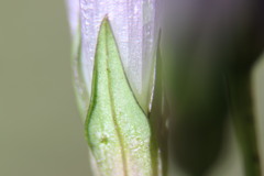Gentianella aspera