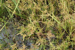 Cyperus fuscus