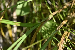 Carex cusickii