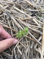 Salsola kali
