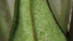 Gentianella aspera