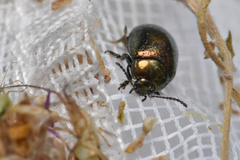 Chrysolina hyperici