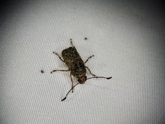 Phloeobius gibbosus
