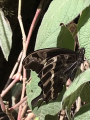 Papilio mackinnoni
