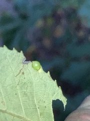 Caryomyia leviglobus