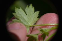 Ranunculus parviflorus
