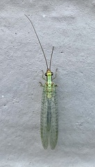 Chrysopa coloradensis