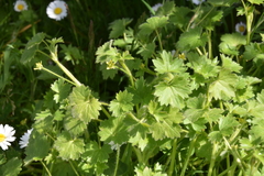 Ranunculus parviflorus