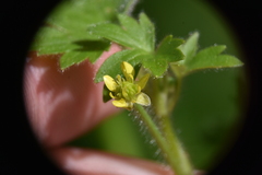 Ranunculus parviflorus