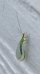 Chrysopa coloradensis