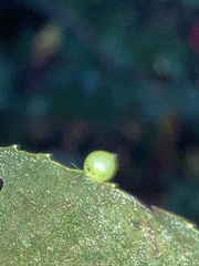 Caryomyia leviglobus