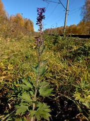 Delphinium retropilosum