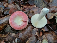 Russula risigallina