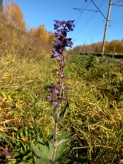 Delphinium retropilosum