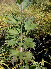 Delphinium retropilosum