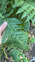 Athyrium