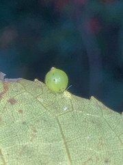 Caryomyia leviglobus