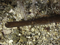 Syngnathus typhle