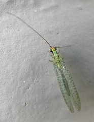 Chrysopa coloradensis
