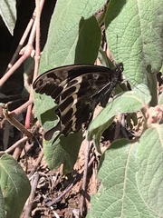 Papilio mackinnoni