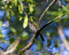 Hylocichla mustelina