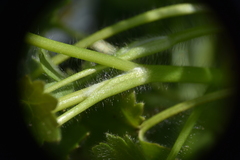 Ranunculus parviflorus