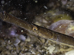 Syngnathus typhle