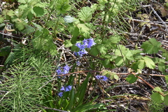 Hyacinthoides hispanica