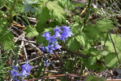 Hyacinthoides hispanica
