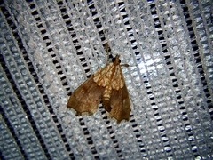 Agrotera nemoralis