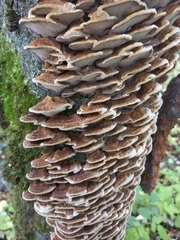 Mensularia radiata
