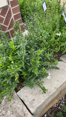 Lithospermum officinale