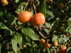 Malus floribunda