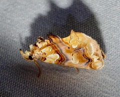 Plusiodonta compressipalpis