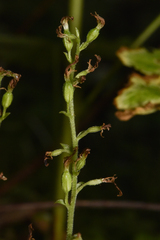 Neottia banksiana