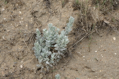 Convolvulus persicus