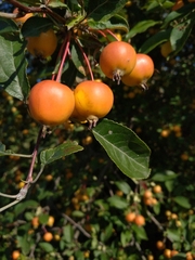 Malus floribunda